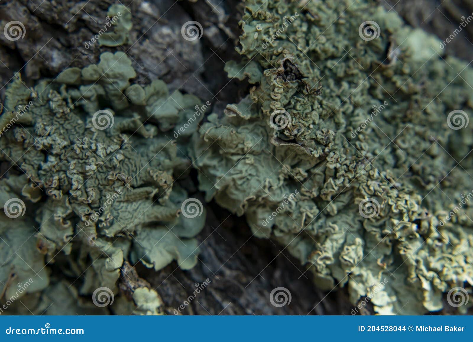 macro of grey green lichen on tree bark